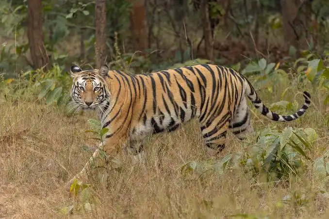 Jim Corbett National Park